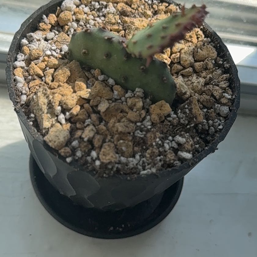 Photo of the plant species Violet Prickly Pear by @MovingPansy85 named Planty on Greg, the plant care app