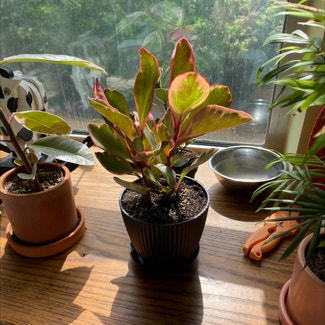 Peperomia 'Ginny' plant in New York, New York