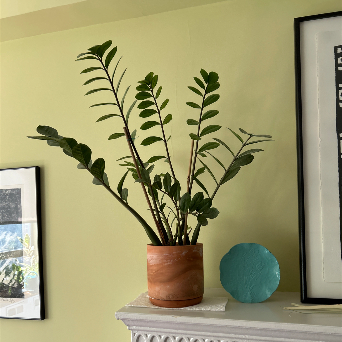 Zamioculcas Zamiifolia plant photo by @SharonOasis named ZZ on Greg, the plant care app.