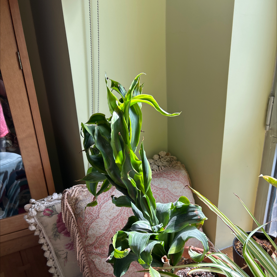 Cornstalk Dracaena plant photo by @SharonOasis named Drac on Greg, the plant care app.