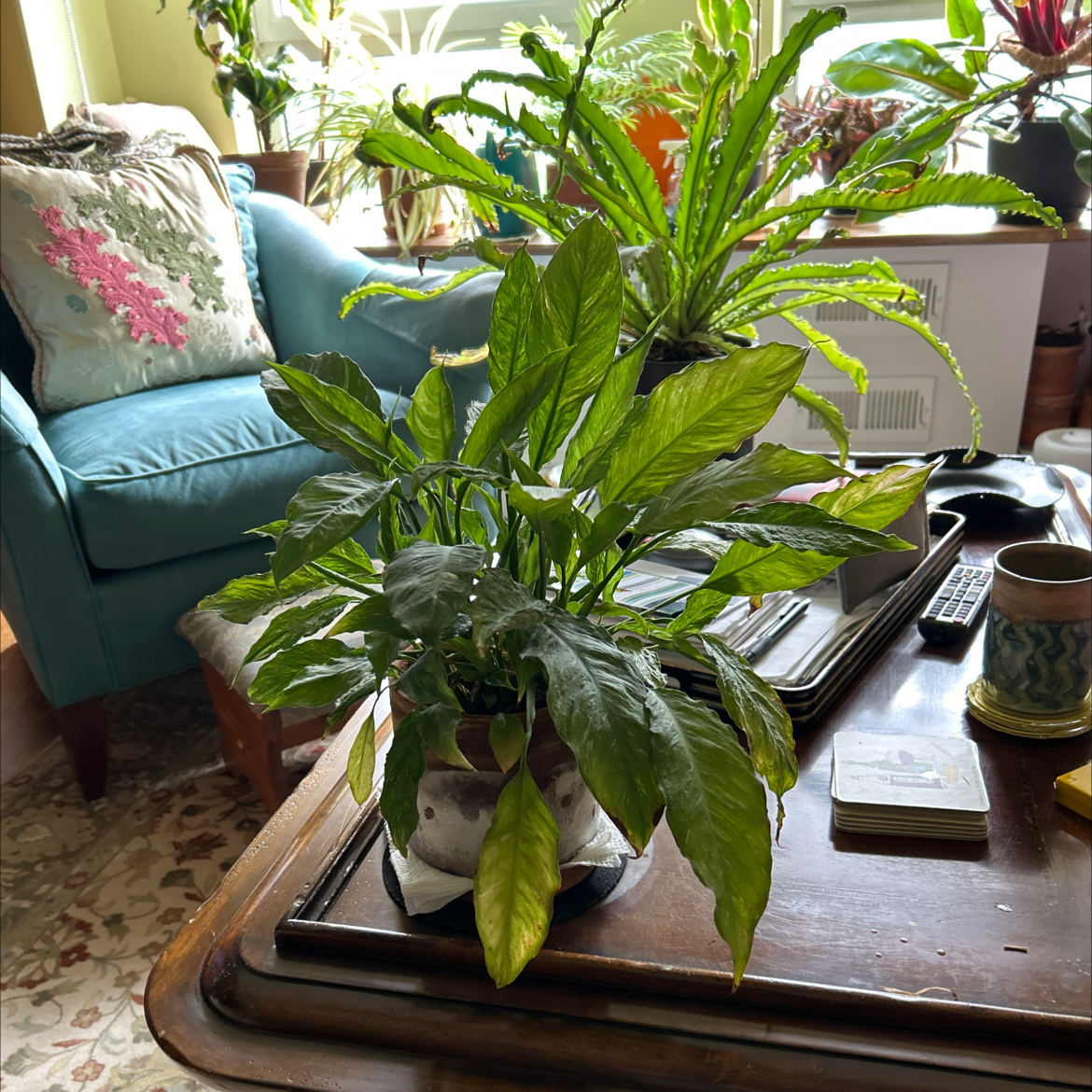 Domino Peace Lily plant photo by @SharonOasis named Lilly on Greg, the plant care app.