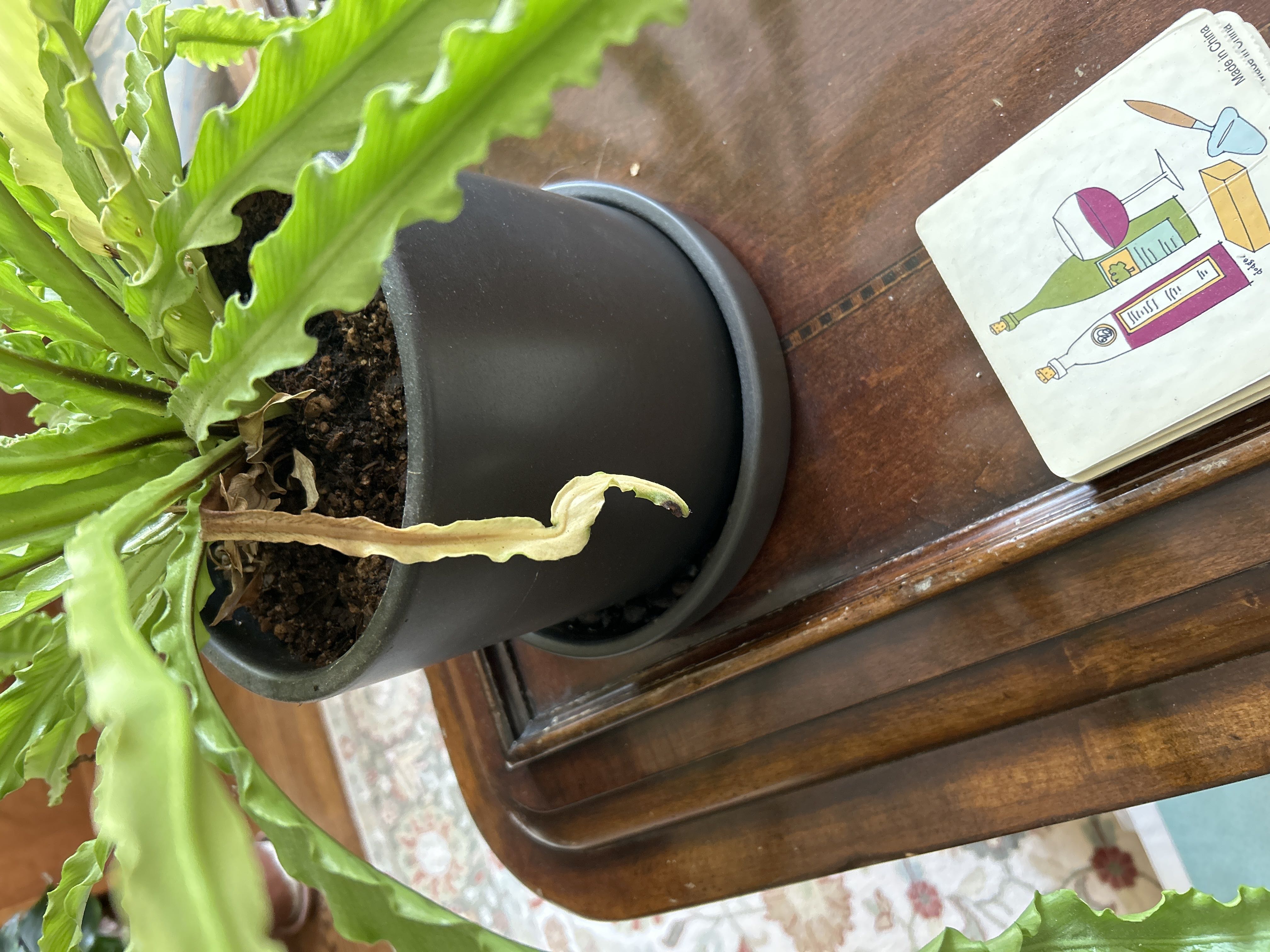 Photo from the post
