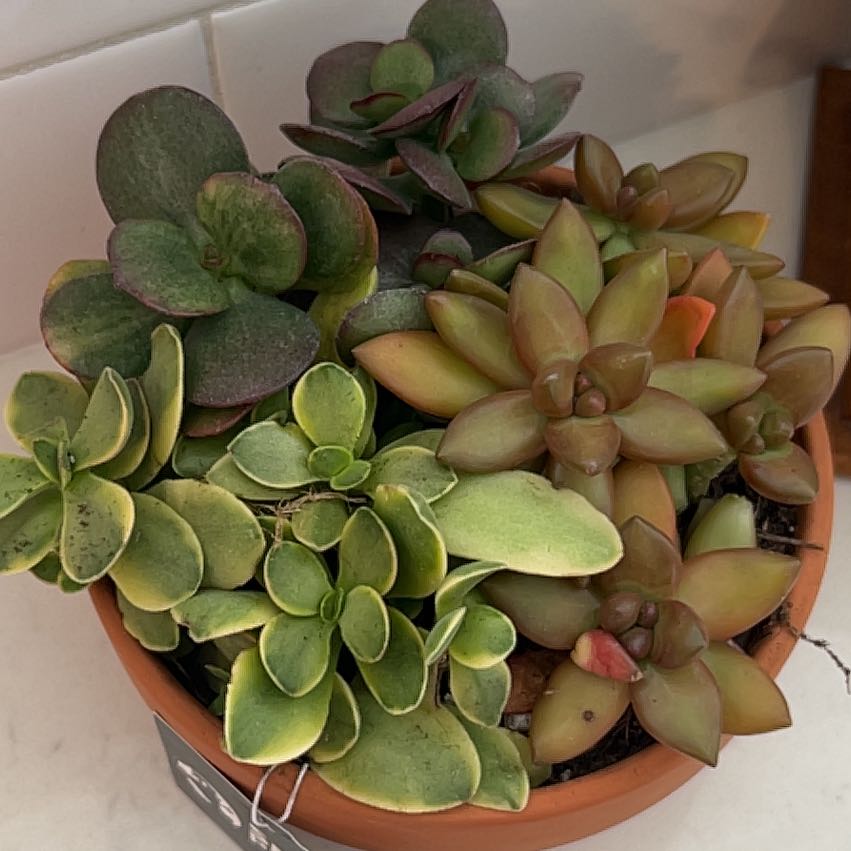 Photo of the plant species Portulacaria afra 'Aurea' by @AdeptBegonia18 named Gomez on Greg, the plant care app