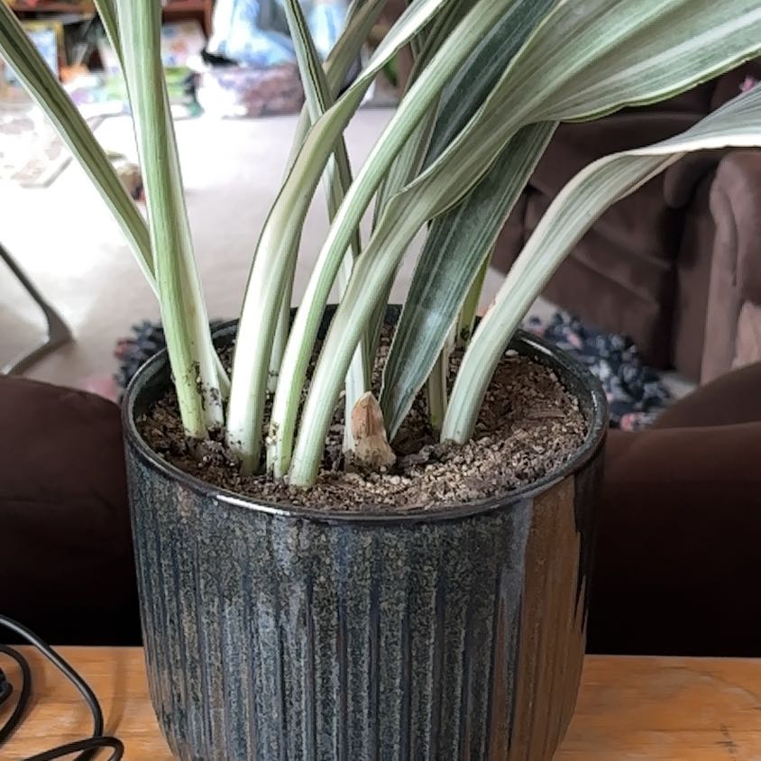 Photo of the plant species White Snake Plant by @BabyPlant1531 named Erin on Greg, the plant care app