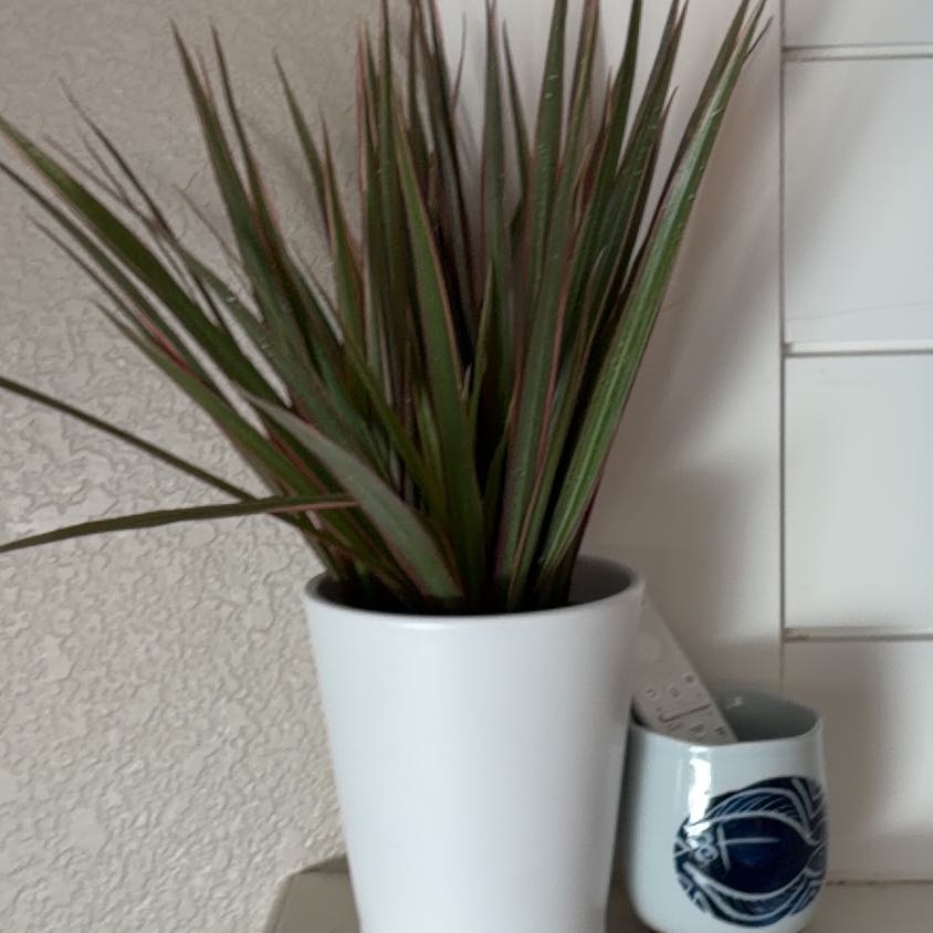 Photo of the plant species Dracaena marginata 'Spike' by @YeveMystax58 named Einstein on Greg, the plant care app