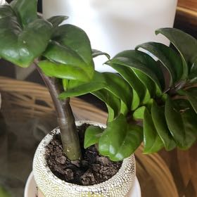 Photo of the plant species ZZ Zenzi by @NiceSmellfox60 named Sherlock on Greg, the plant care app