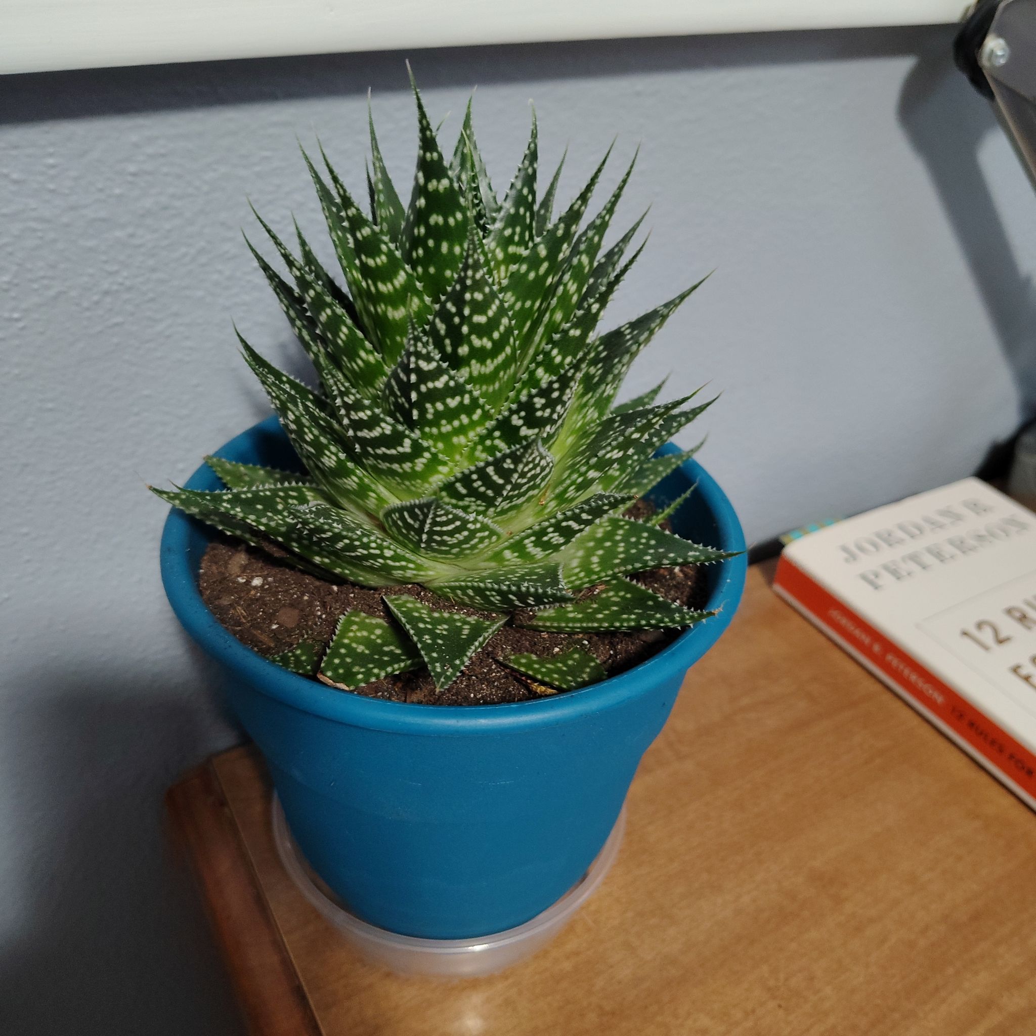 Photo of the plant species Aloe Gasteria Durban by @CuteRamsons77 named Sir Plantselot on Greg, the plant care app