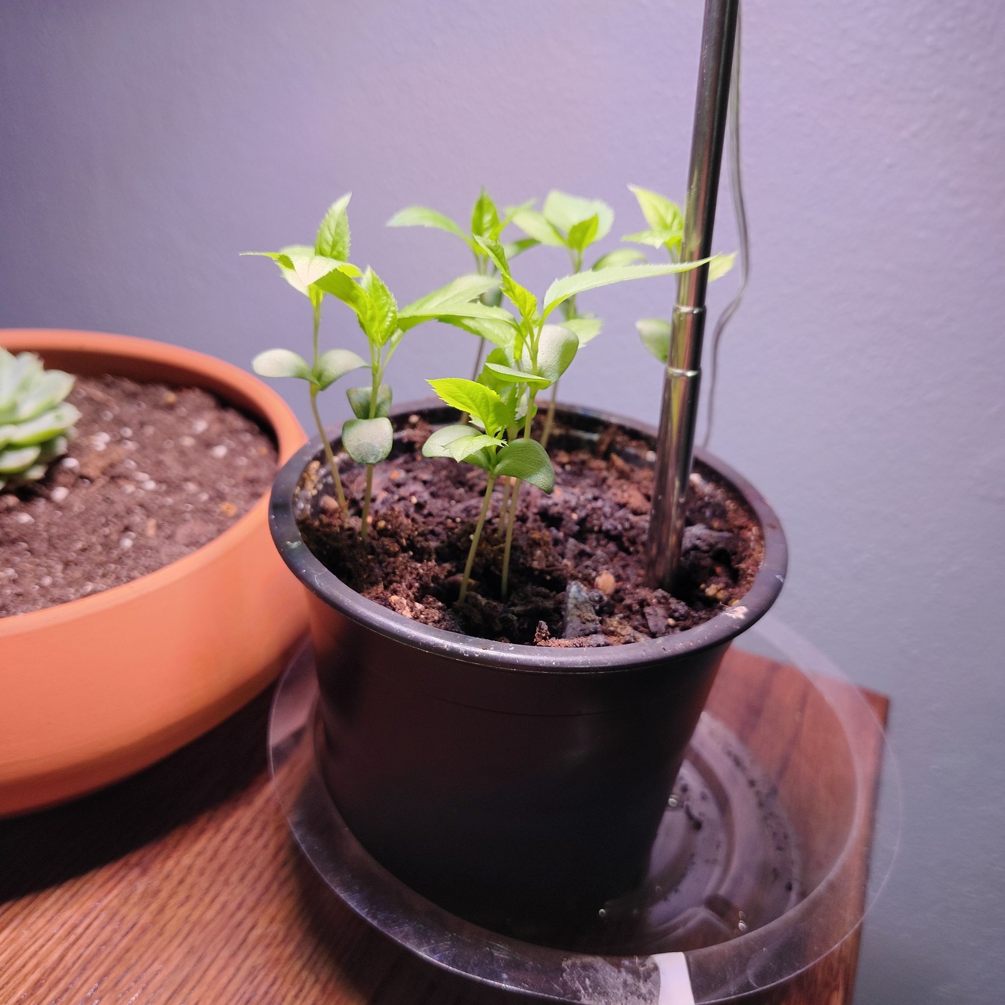 Photo of the plant species Ambrosia Apple by @CuteRamsons77 named Sonora on Greg, the plant care app
