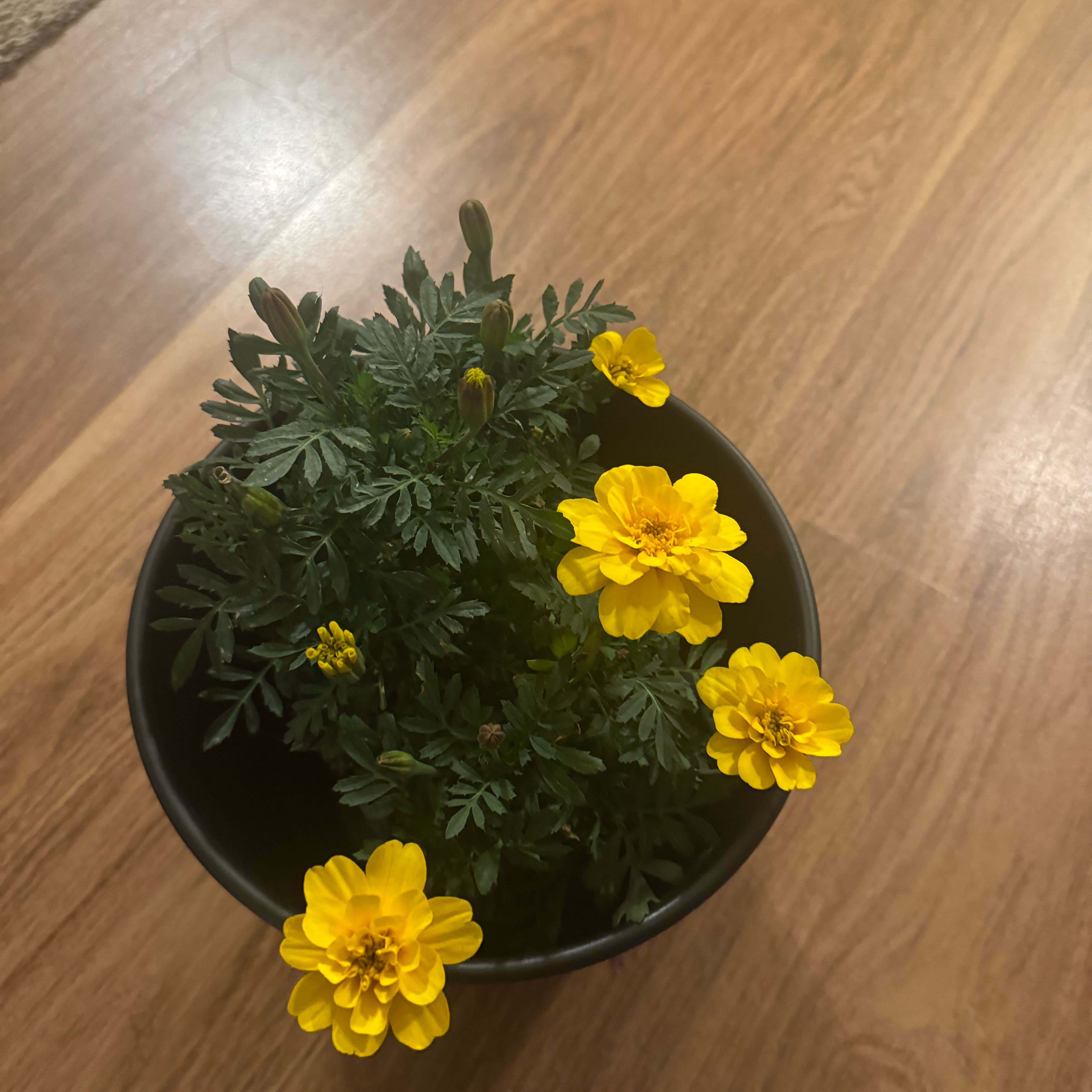 Photo of the plant species French Marigold 'Alumia Yellow' by @WorthyBokchoi13 named Mari on Greg, the plant care app