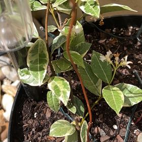 Photo of the plant species Asian Jasmine by @GreatGatsby86 named Surya on Greg, the plant care app