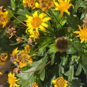 Photo of the plant species African Bush Daisy by @GreatGatsby86 named Remington on Greg, the plant care app