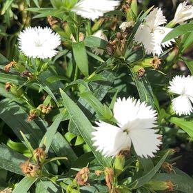 Photo of the plant species Red and White Dianthus by @GreatGatsby86 named Cleopatra on Greg, the plant care app