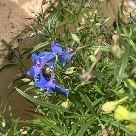 Photo of the plant species Siberian Larkspur by @GreatGatsby86 named Beyonce on Greg, the plant care app