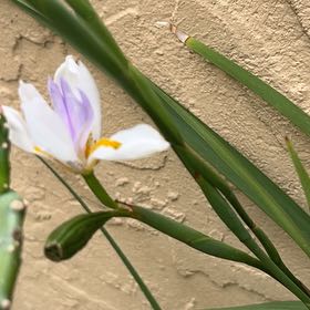 Photo of the plant species Dietes Grandiflora by @GreatGatsby86 named Keanu Leaves on Greg, the plant care app
