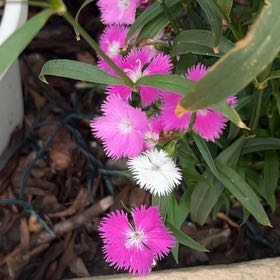 Photo of the plant species Dianthus 'Dianne' by @GreatGatsby86 named Kesha on Greg, the plant care app