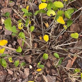 Photo of the plant species Yellow Hibiscus by @GreatGatsby86 named Nithin on Greg, the plant care app