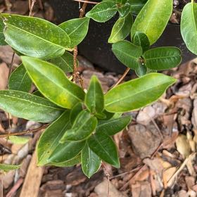 Photo of the plant species Red Mandevilla by @GreatGatsby86 named Baesil on Greg, the plant care app