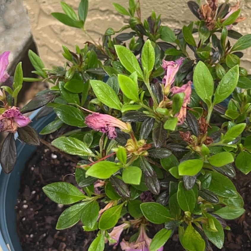 Photo of the plant species Perfecto Mundo® Double Purple Azalea by @GreatGatsby86 named Lola on Greg, the plant care app