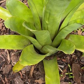 Photo of the plant species Guzmania Bromeliad by @GreatGatsby86 named McKinley on Greg, the plant care app
