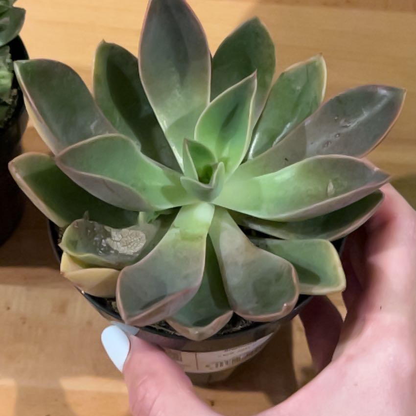 Photo of the plant species Graptoveria 'Jules' by @DearBlueweed56 named Ronaldo on Greg, the plant care app