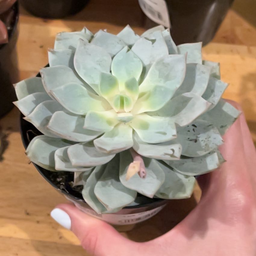 Photo of the plant species Echeveria peacockii hybrid by @DearBlueweed56 named Morgan Treeman on Greg, the plant care app