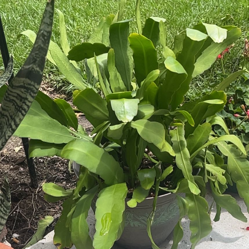 Photo of the plant species Seaside Goldenrod by @SavantApricot named Rihanna on Greg, the plant care app