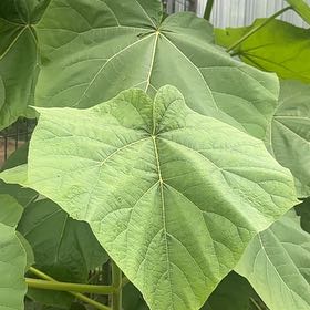 Photo of the plant species Empress Tree by @SkilledCowpea23 named Orlando Bloom on Greg, the plant care app