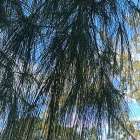 Photo of the plant species Beach Sheoak by @SkilledCowpea23 named Nemo on Greg, the plant care app