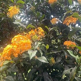 Photo of the plant species Flame of the Woods by @SkilledCowpea23 named Drake on Greg, the plant care app