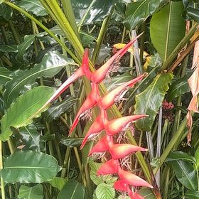 Photo of the plant species Hanging Lobster Claw by @SkilledCowpea23 named Leonardo on Greg, the plant care app