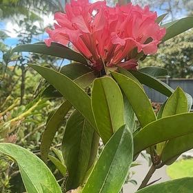 Photo of the plant species Southern Magnolia by @SkilledCowpea23 named Madonna on Greg, the plant care app