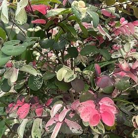 Photo of the plant species Brenia Snowbush by @SkilledCowpea23 named Bruce Lee on Greg, the plant care app