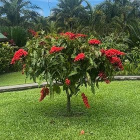 Photo of the plant species Flame of the Woods by @SkilledCowpea23 named Zion on Greg, the plant care app