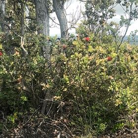 Photo of the plant species Brazilian Peppertree by @SkilledCowpea23 named Sanders on Greg, the plant care app