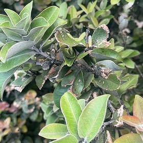 Photo of the plant species Pōhutukawa by @SkilledCowpea23 named Mollie on Greg, the plant care app