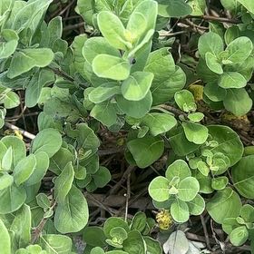 Photo of the plant species Etruscan Honeysuckle by @SkilledCowpea23 named Bigleef Smalls on Greg, the plant care app