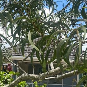 Photo of the plant species Giant Reed by @SkilledCowpea23 named Kesha on Greg, the plant care app