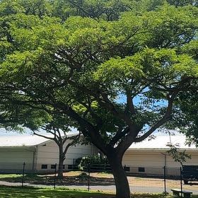 Photo of the plant species Southern Live Oak by @SkilledCowpea23 named Lavender on Greg, the plant care app