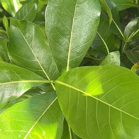 Photo of the plant species Jackfruit by @SkilledCowpea23 named Rihanna on Greg, the plant care app