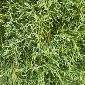 Photo of the plant species Tuscan Cypress by @SkilledCowpea23 named Aria on Greg, the plant care app