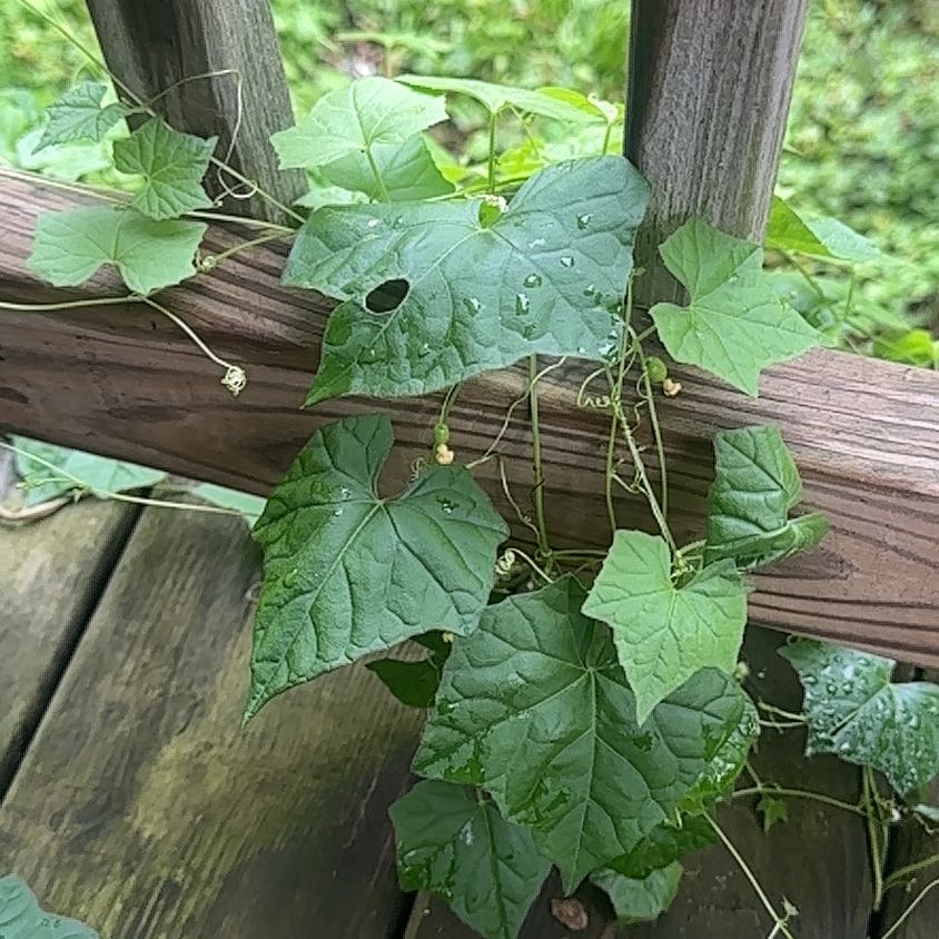 Photo of the plant species Creeping Cucumber by @SkilledCowpea23 named Pax on Greg, the plant care app
