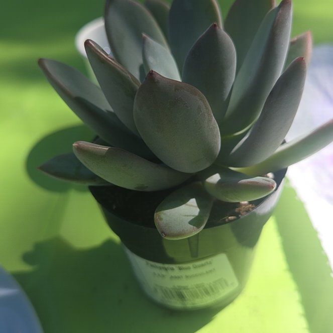 Photo of the plant species Pachyveria 'Blue Quartz' by @ProminentAtom31 named Beckham on Greg, the plant care app