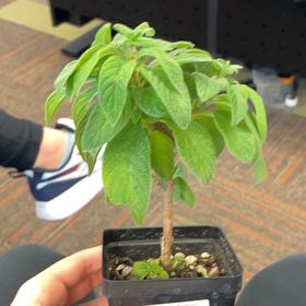 Photo of the plant species Heliotropium arborescens by @ChildlikeKale4 named Ruby on Greg, the plant care app