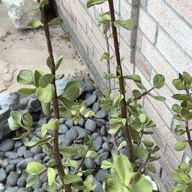 Photo of the plant species White Rata by @WiredAntplant31 named Gaga on Greg, the plant care app