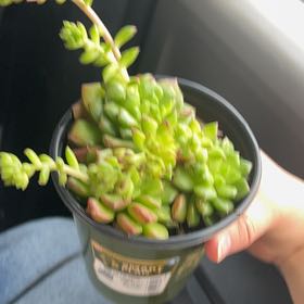 Photo of the plant species Sedeveria 'Letizia' by @HoorayBalsam84 named Mr. Nimbus on Greg, the plant care app