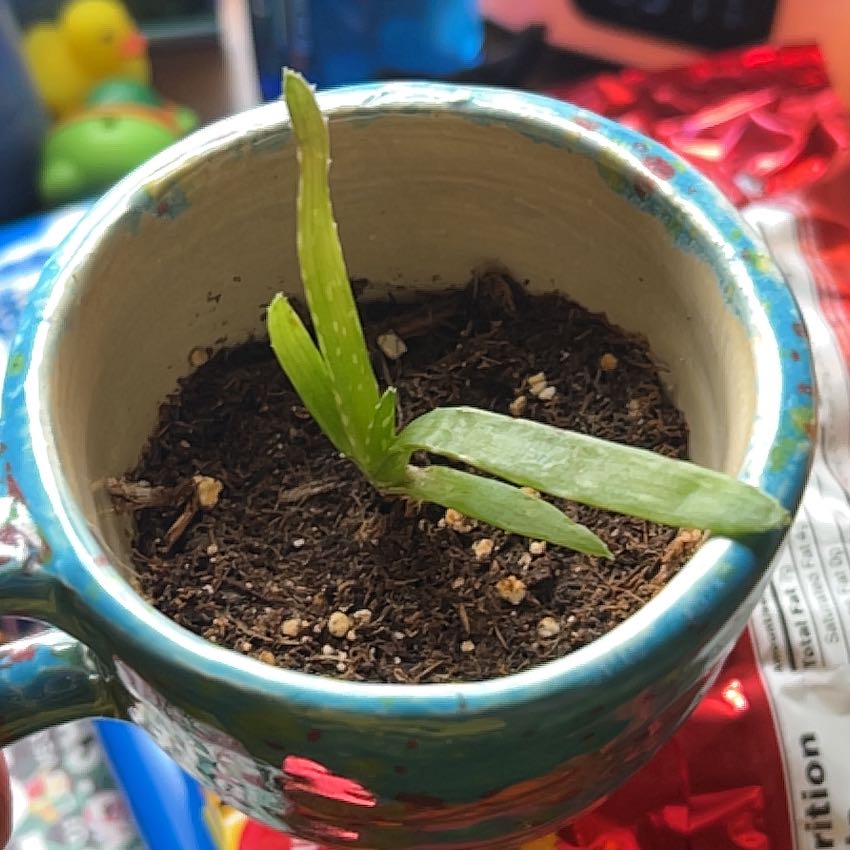 Photo of the plant species mother in law tongue by @HoorayBalsam84 named Harmony on Greg, the plant care app
