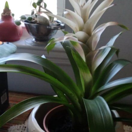 Photo of the plant species King of the Bromeliads by @RetentiveAtom20 named Forrest on Greg, the plant care app