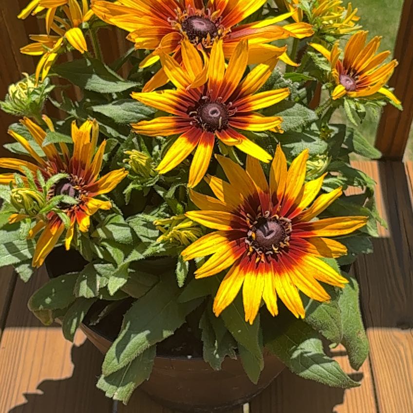 Photo of the plant species Brown-Eyed Susan by @PrimoKaro30 named Harper on Greg, the plant care app