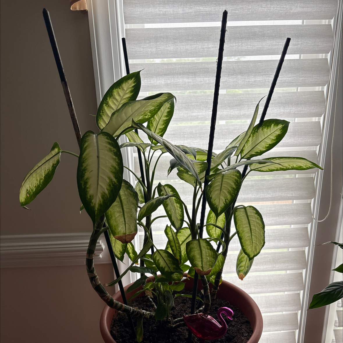 Photo of the plant species Dumbcane Tropic Snow by @PrimoKaro30 named Treeyoncé on Greg, the plant care app
