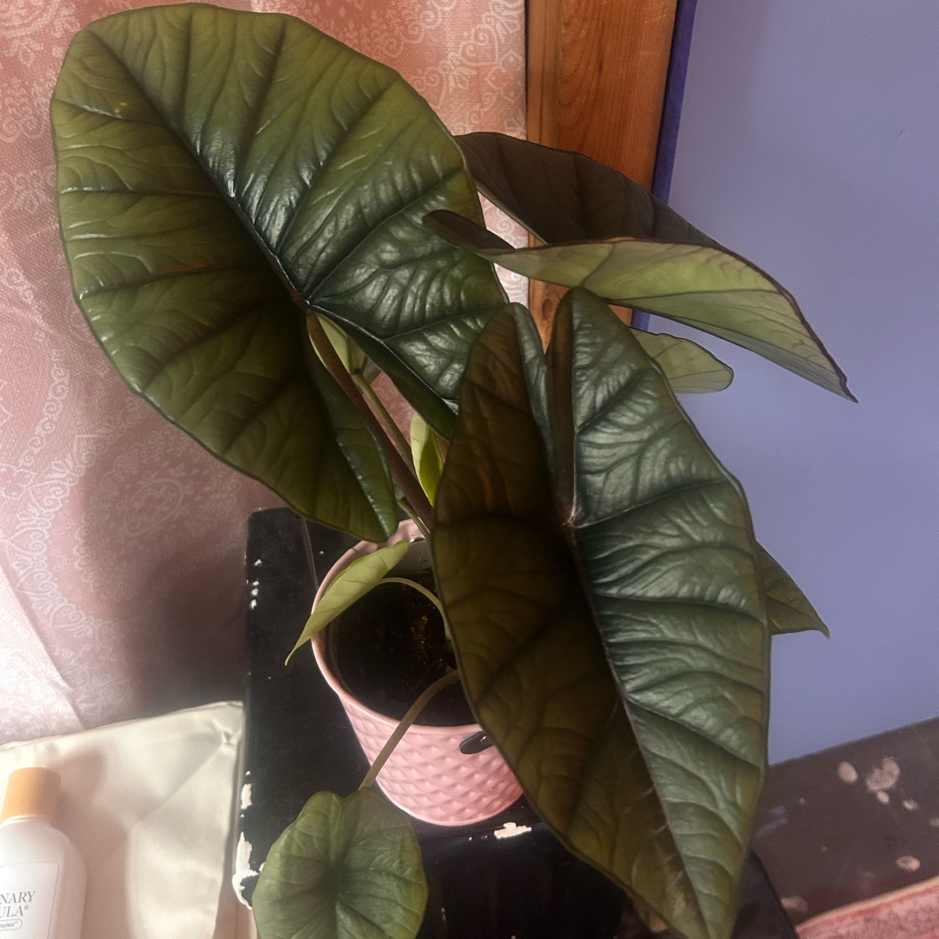 Photo of the plant species Alocasia Platinum by @SageTreeheather named Nike on Greg, the plant care app